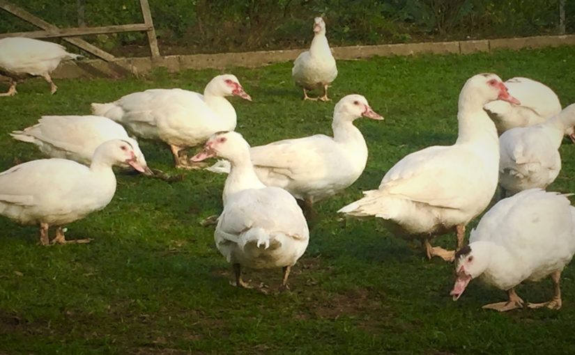 Enten und Suppenhühner aus Freilandhaltung