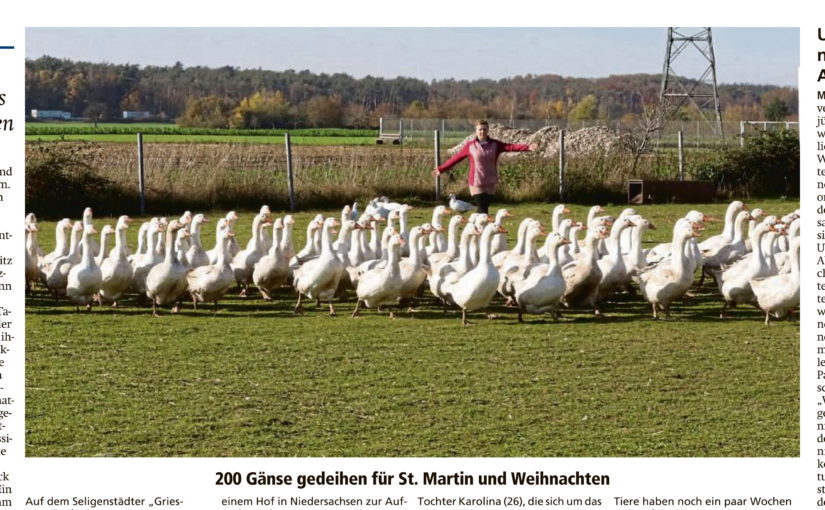 Gänse vom Griesgrundhof in der Zeitung