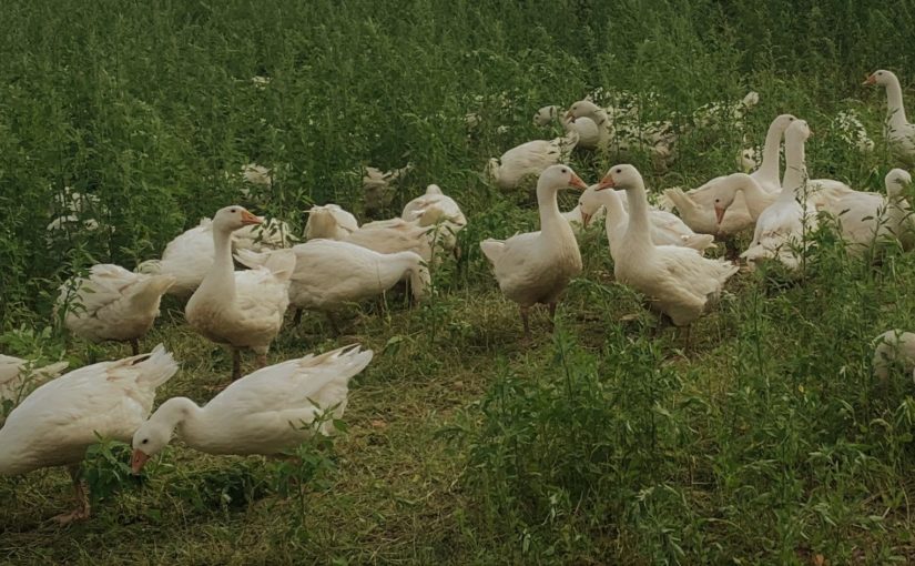 Gänse, Barbarie-Enten und Puten aus Freilandhaltung